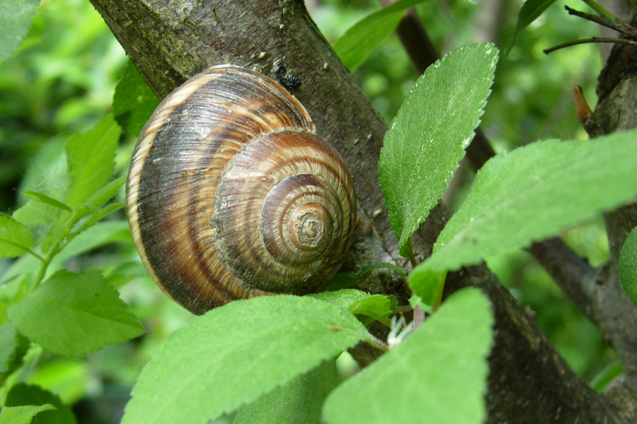 Chiocciole reggiane